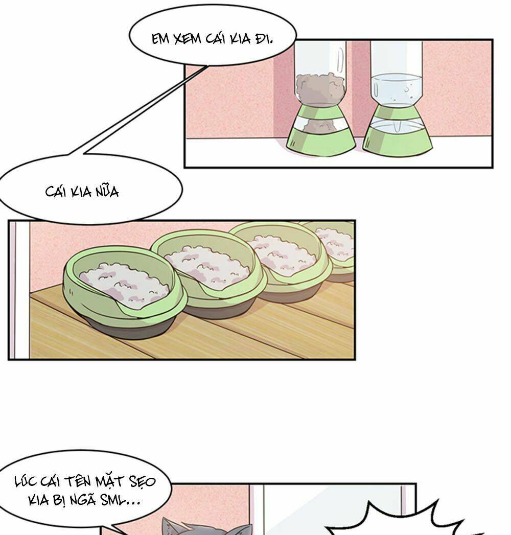 hai chú mèo totem chapter 20 4