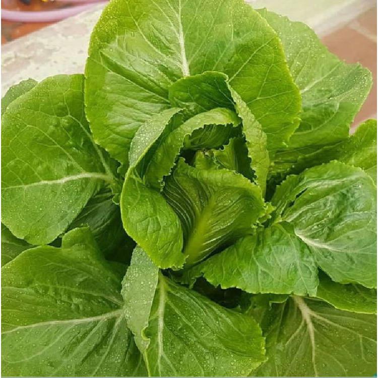 Hạt giống xà lách Romain xanh - 0.2gr/gói