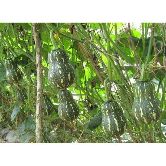 2G - Hạt Giống Bí Hồ Lô