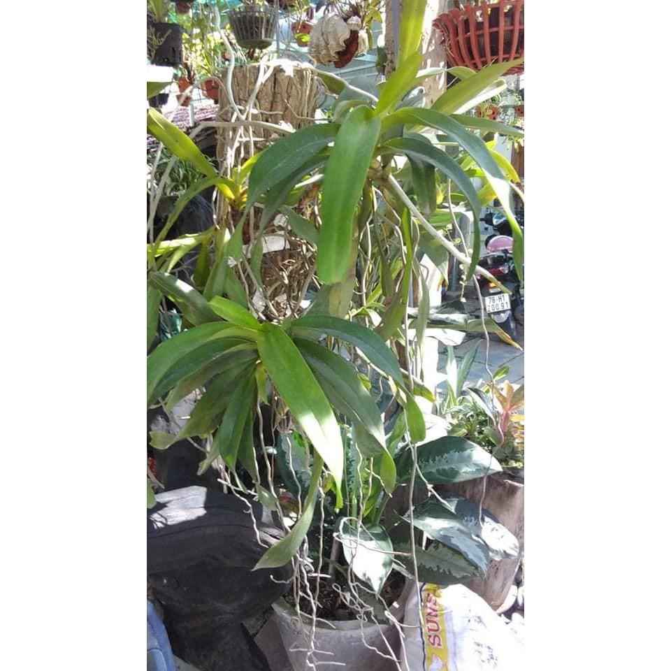 Hoa lan giáng hương tam bảo sắc+ 700g phân thỏ hữu cơ