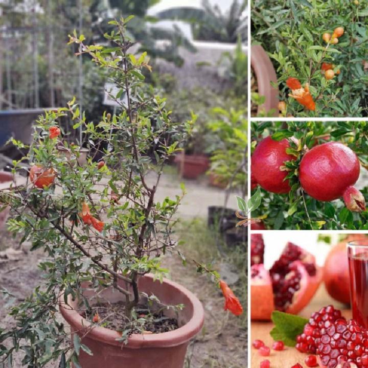 CÂY GIỐNG LỰU ĐỎ ẤN ĐỘ SIÊU QUẢ,