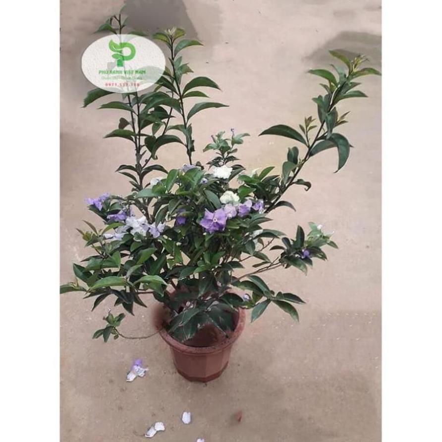 Hoa Nhài Nhật Hoa Đẹp, Dáng Cao, Nhiều Nhánh