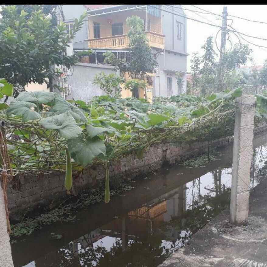 Lưới giàn leo, lưới giàn cây, lưới trồng cây leo, lưới trồng bầu bí, lưới giàn leo sân thượng 3m x 10m