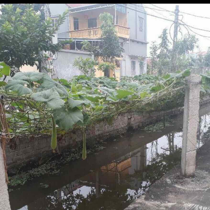 LƯỚI LEO GIÀN MÀU XANH KHỔ CAO 5M, LƯỚI GIÀN LEO, LƯỚI LEO CÂY, LƯỚI GIĂNG MƯỚP, LƯỚI BẦU, LƯỚI LEO GI