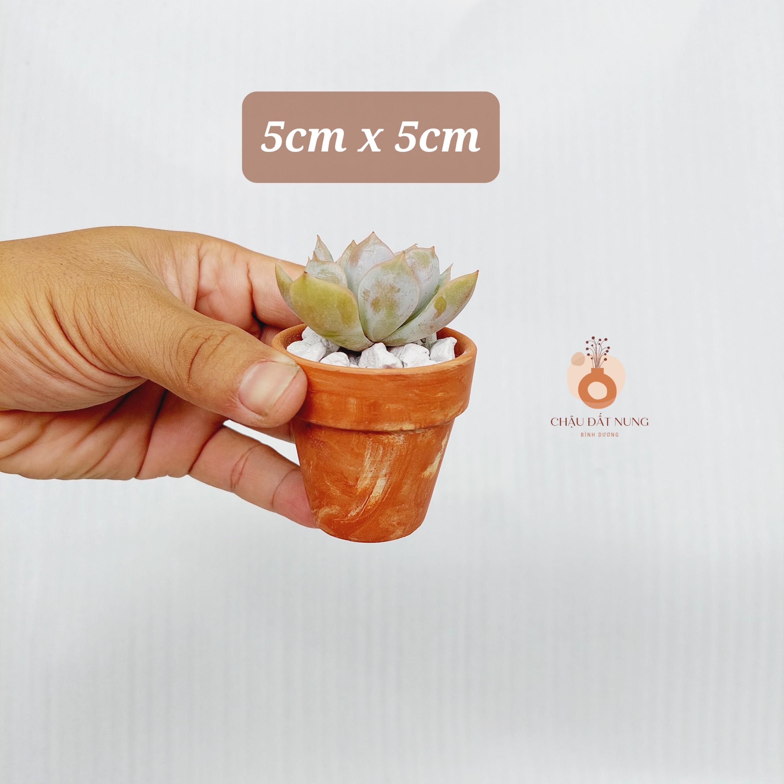 Chậu đất nung Bình Dương - Chậu ly có gờ 55, miệng chậu 5cm, chiều cao 5cm