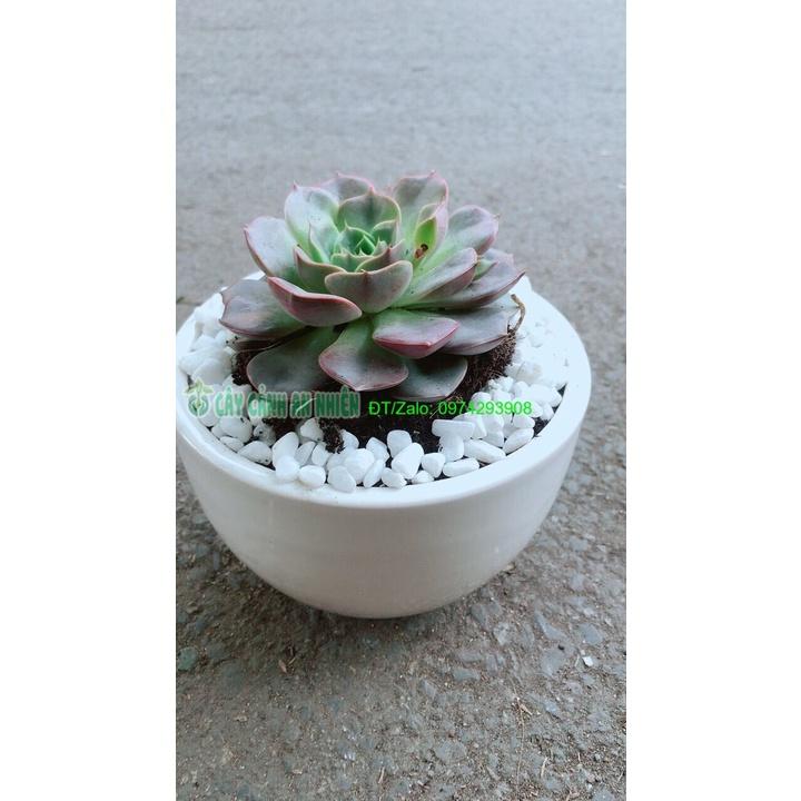 Chậu Cây Sen Đá Nâu