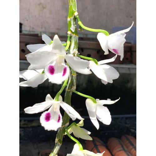 Phi điệp 5 cánh trắng người đẹp không tên, cốc to khỏe hoa đẹp - ndbd01