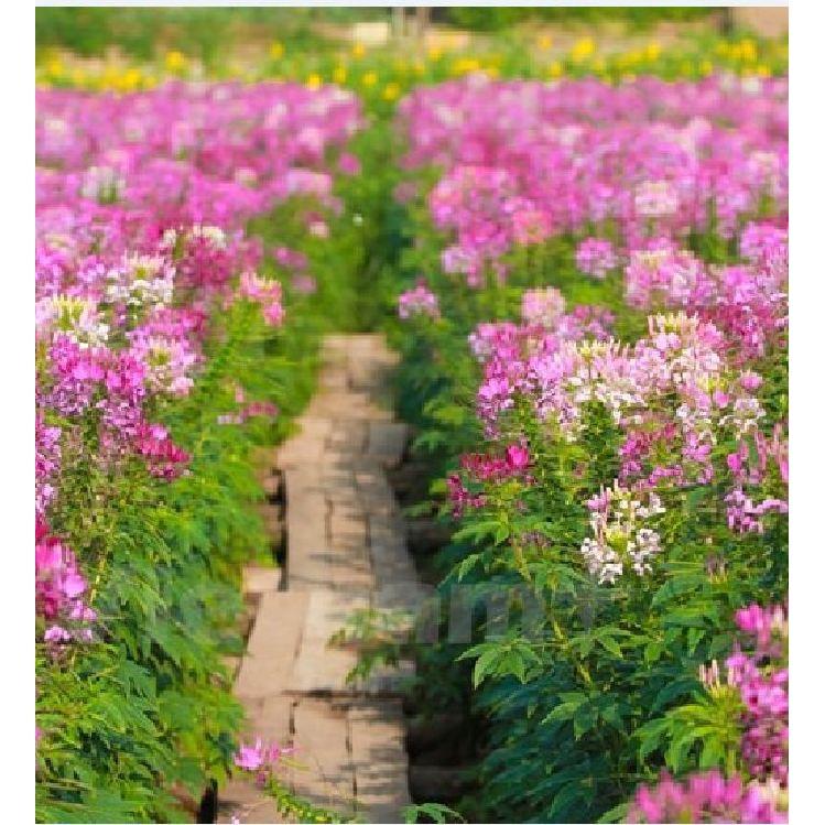 Hạt giống hoa Hồng Ri  Mix  nhiều màu - 30hạt/gói