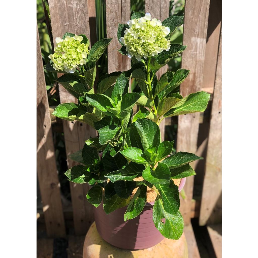 Chậu cây Cẩm Tú Cầu