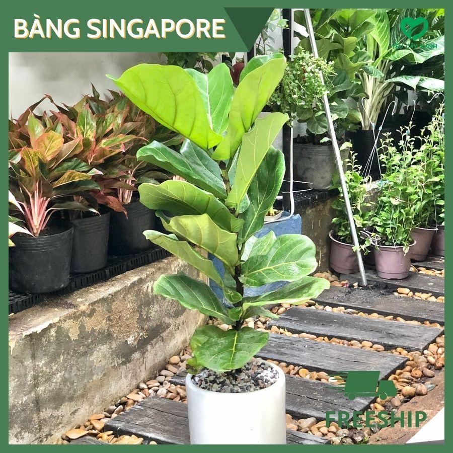 Bàng Singapore size lớn dùng để trang trí nội thất