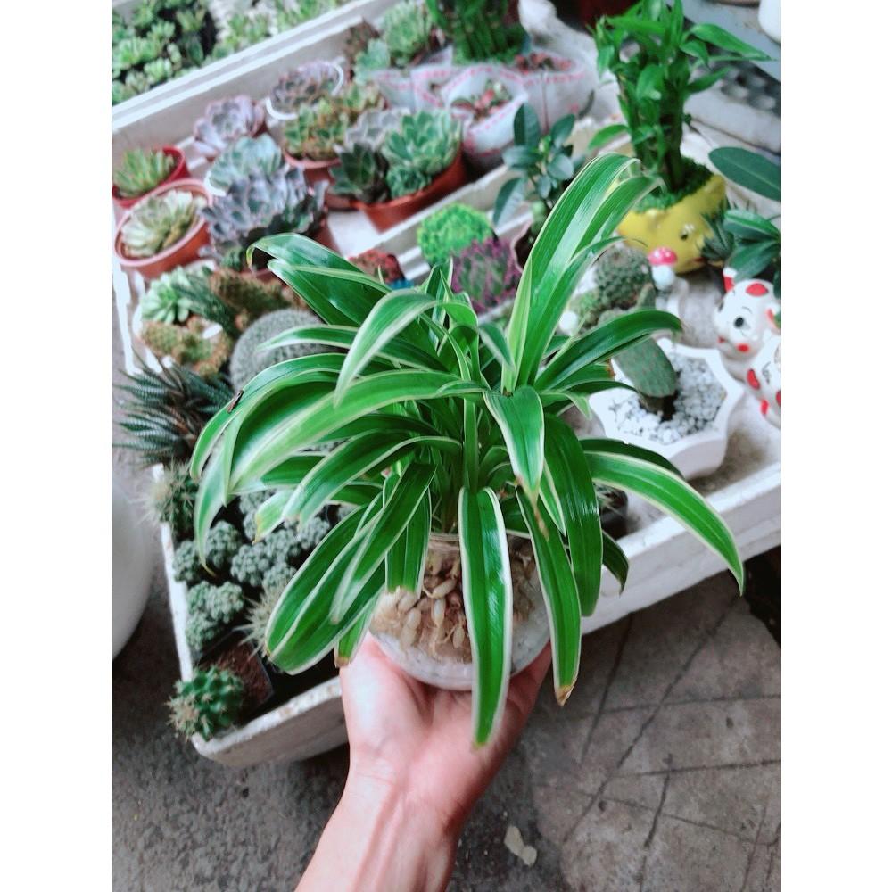 Chậu Cây Lan Chi Thủy Sinh