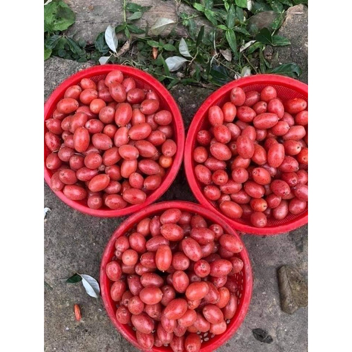 Cây giống Nhót ngọt MỸ SIÊU QUẢ