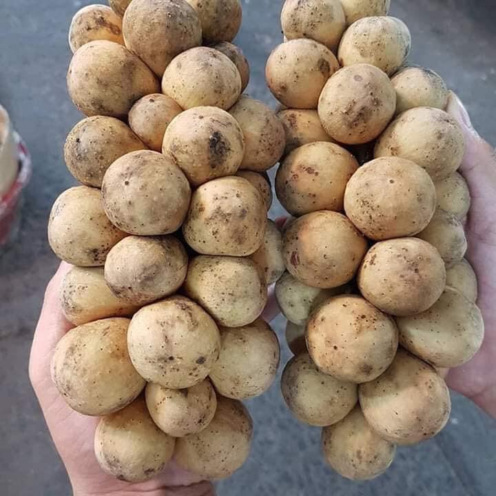 Cây bòn bon