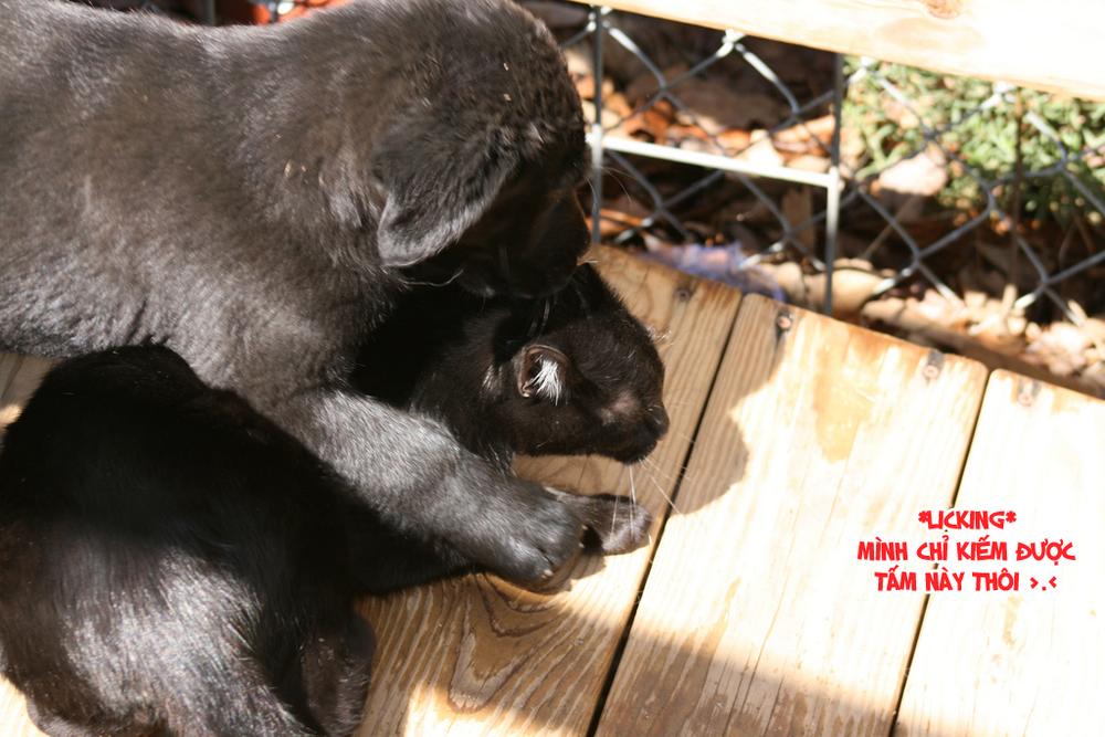 chuyện tình của toono và tamiya chapter 10.1 16