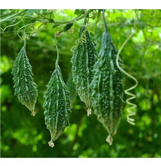 Hạt Giống Khổ qua rừng 52