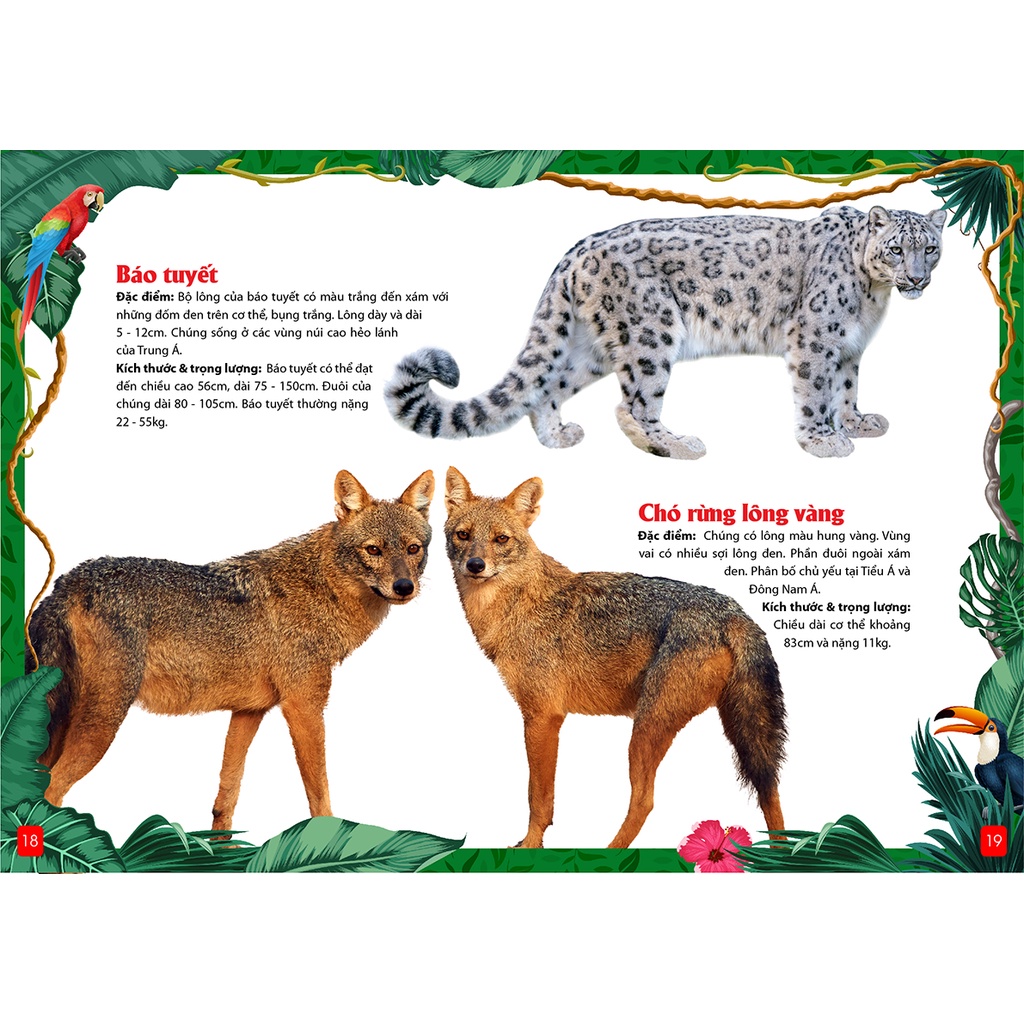 Khám Phá Động Vật 5 Châu Châu Á -