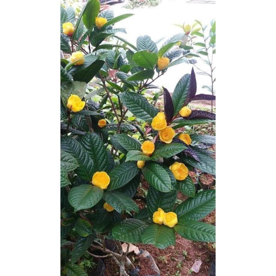 2 cây trà hoa vàng ươm trong bầu đất