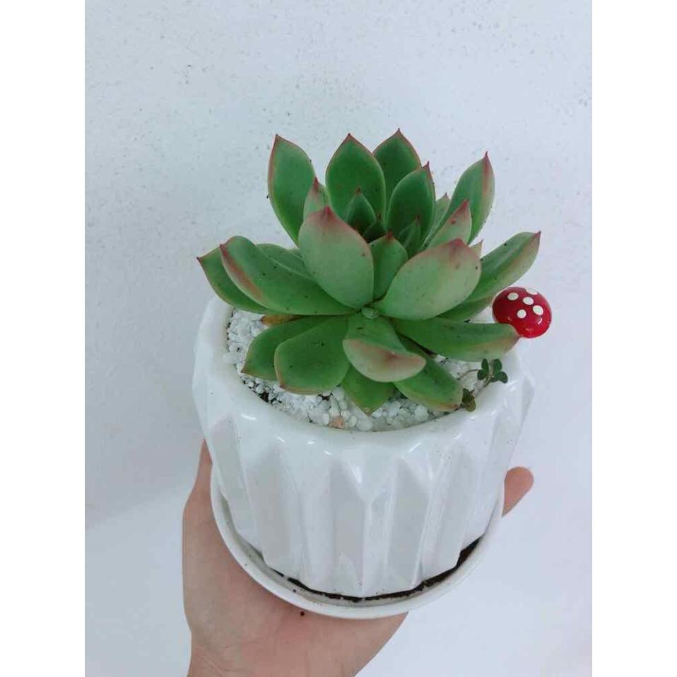 Chậu cây sen đá Bán Chạy