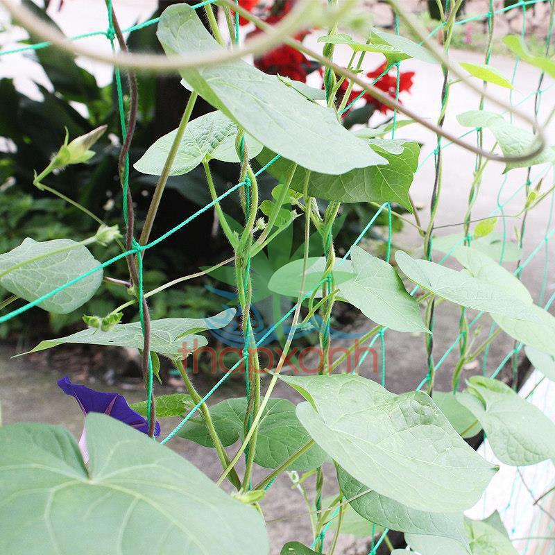 Lưới làm giàn dây leo , lưới làm giàn cây Ollie net