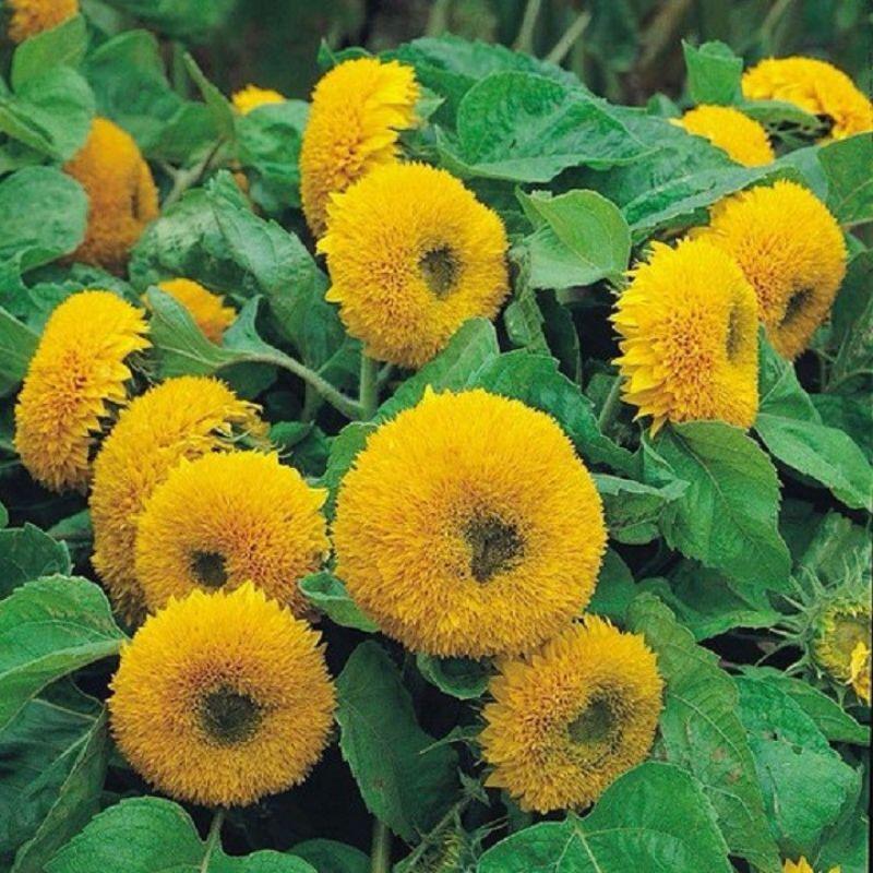 Hạt giống hoa hướng dương lùn kép siêu bông dễ trồng.