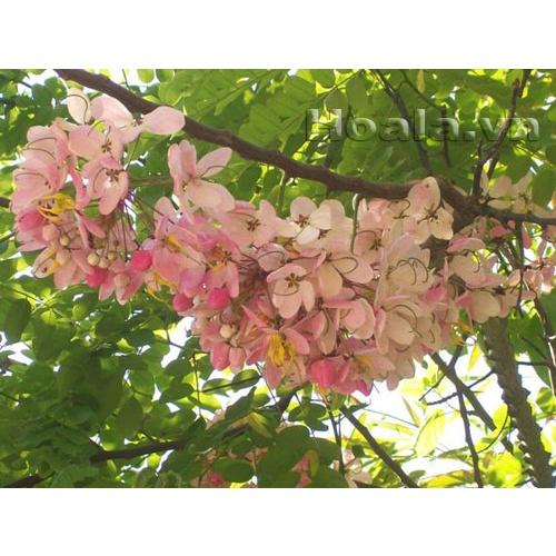 Cây giống hoa Muồng Anh Đào Nhật Bản
