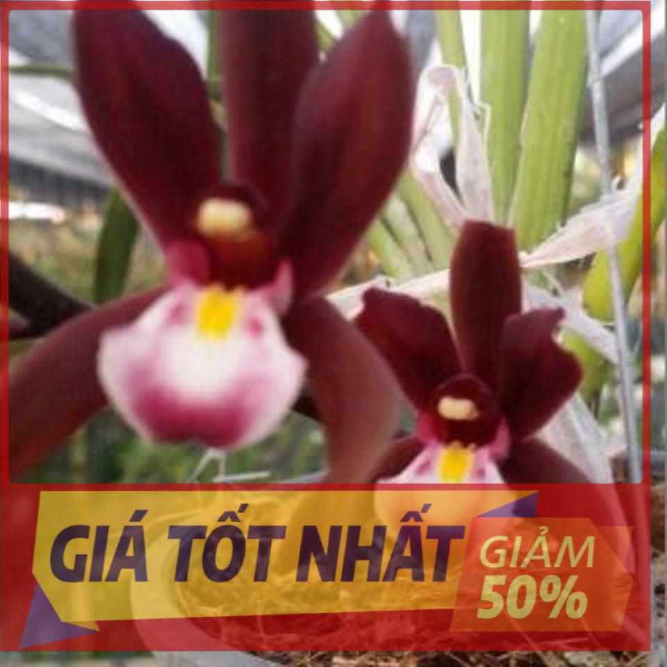 Combo 5 thân LAN KIẾM ĐỎ VÙNG TÂY BẮC UY TÍN CHẤT LƯỢNG