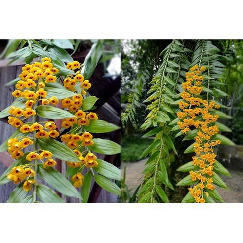 1 bó lan phi điệp vàng rừng tây bắc siêu to, hoa siêu đẹp - 1blpdvrtb