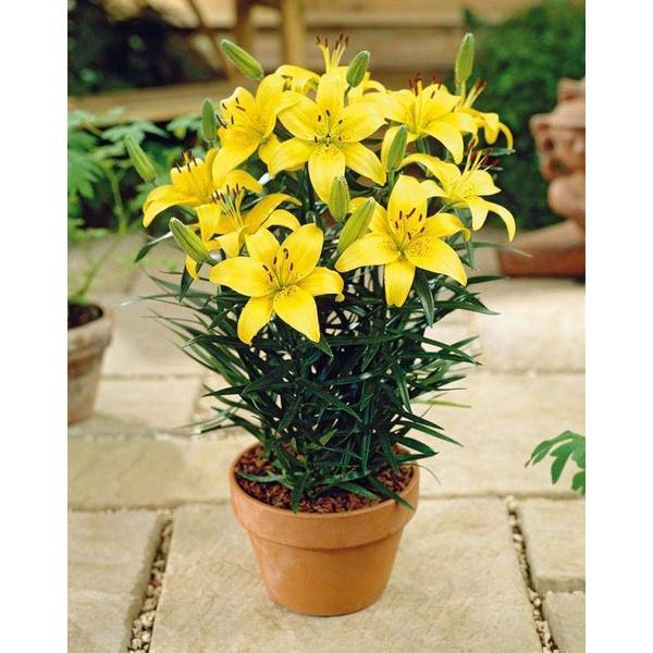 5 củ giống hoa ly lùn hoa màu vàng