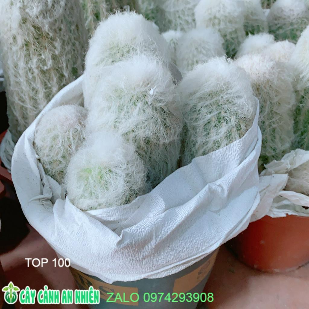 Xương Rồng Bụi Lớn