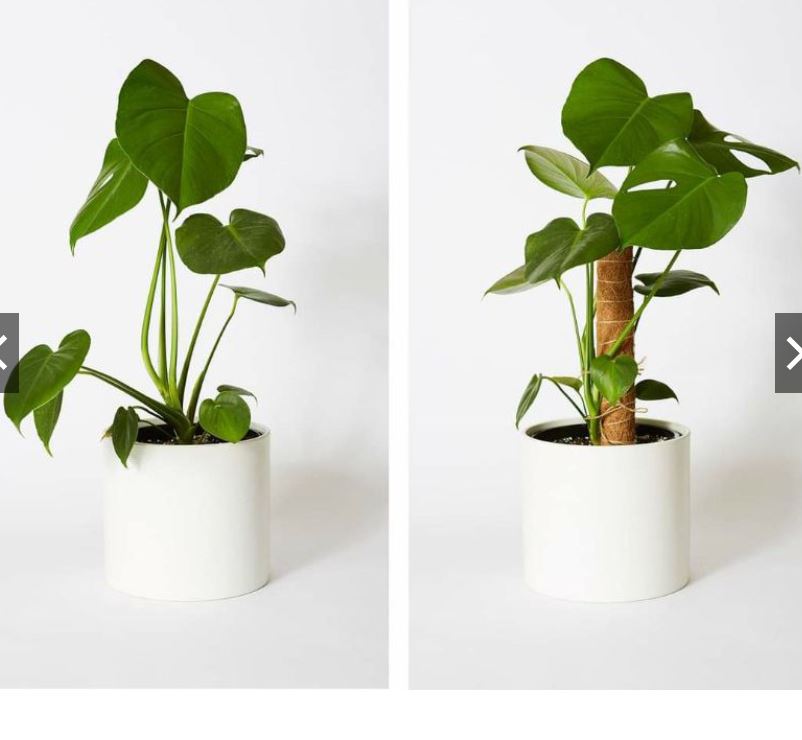 Trụ giá thể xơ dừa.Thích hợp cho các loại cây cảnh, cây dây leo.1 trụ dài 43cm.Giúp cây phát triển tốt