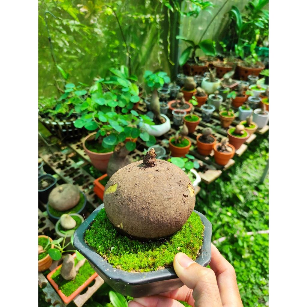 Củ bình vôi 981
