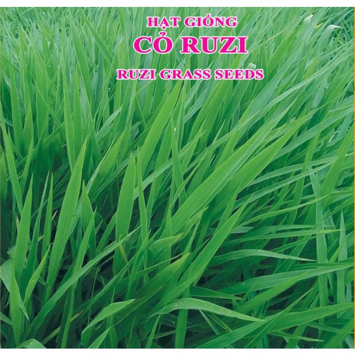 Hạt Giống Cỏ Chăn Nuôi Ruzi - Cỏ Chịu Dẫm Đạp