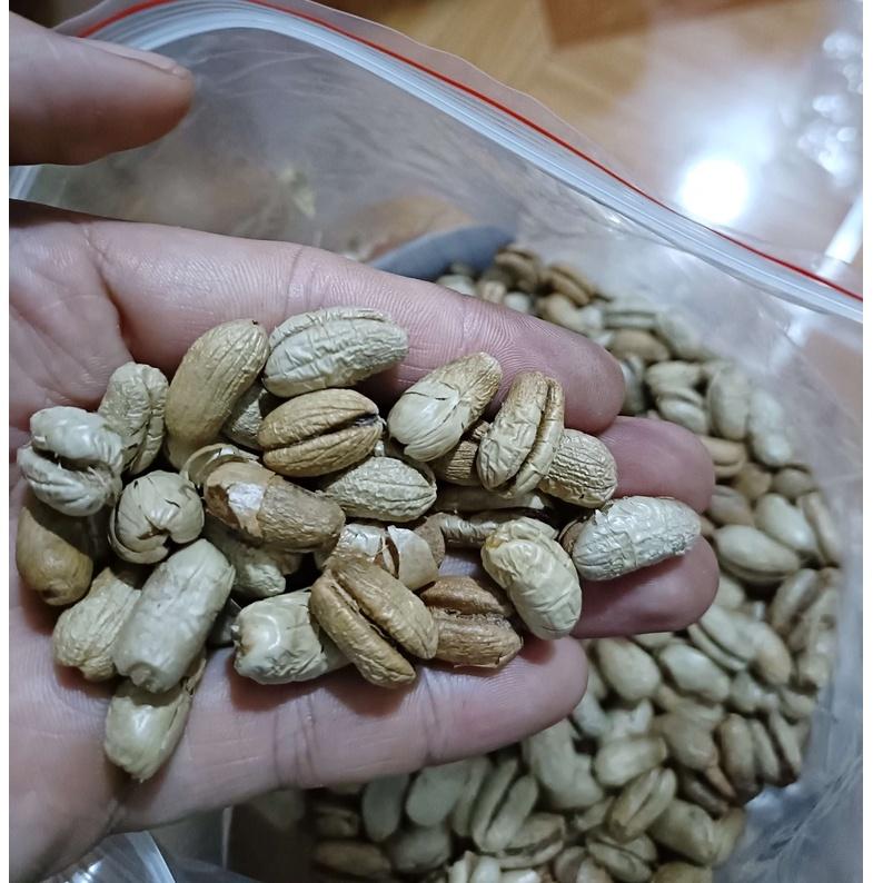 Hạt giống chà là cảnh - chà là kiểng 1kg/gói