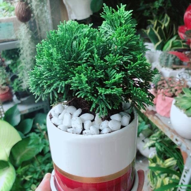 Chậu Cây Tùng Trắc