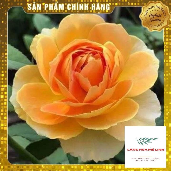 Hoa Hồng Ngoại thân bụi Molineux Rose màu Vàng siêu hot- mùi hương mộc dược - sai hoa - dễ chăm