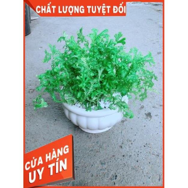 Chậu Rêu Xanh