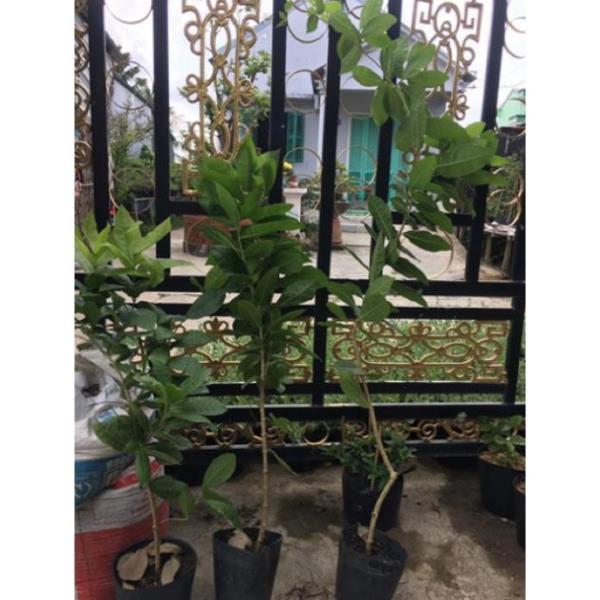 Cây hoa mai xanh thái