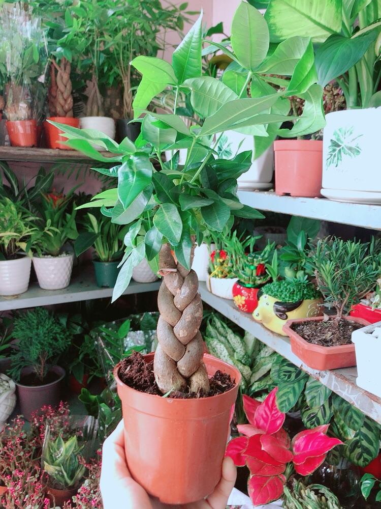 Kim Ngân Thắt Bính 3 Thân