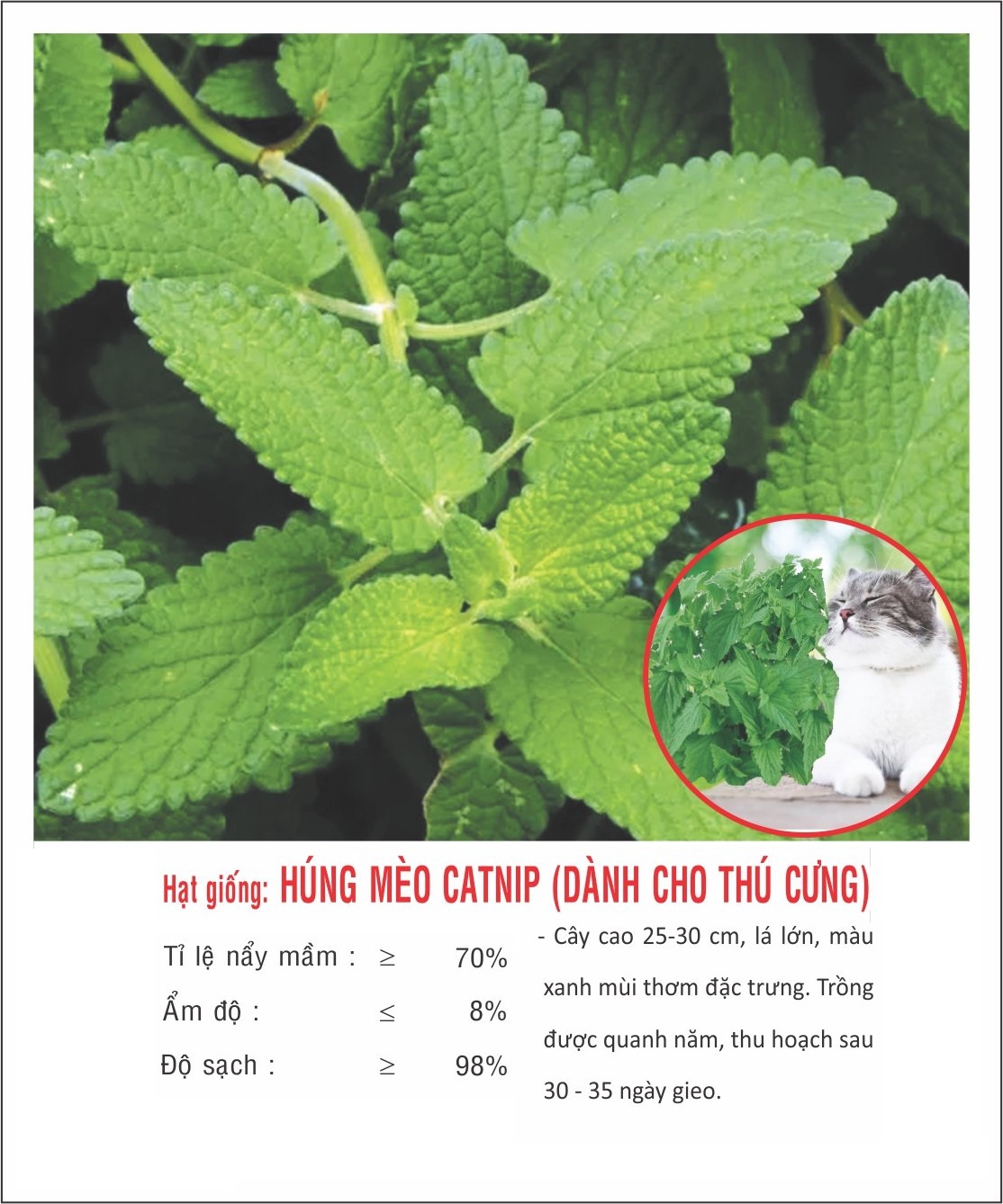 Hạt giống cây Bạc hà mèo Catnip VTP160