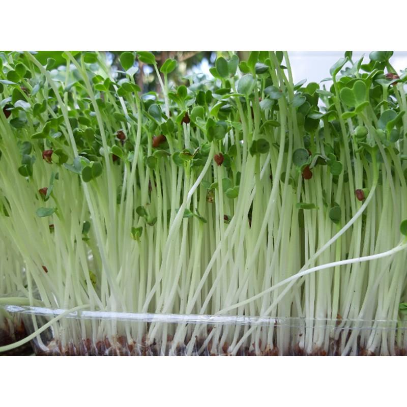 Hạt giống Mầm củ cải trắng –