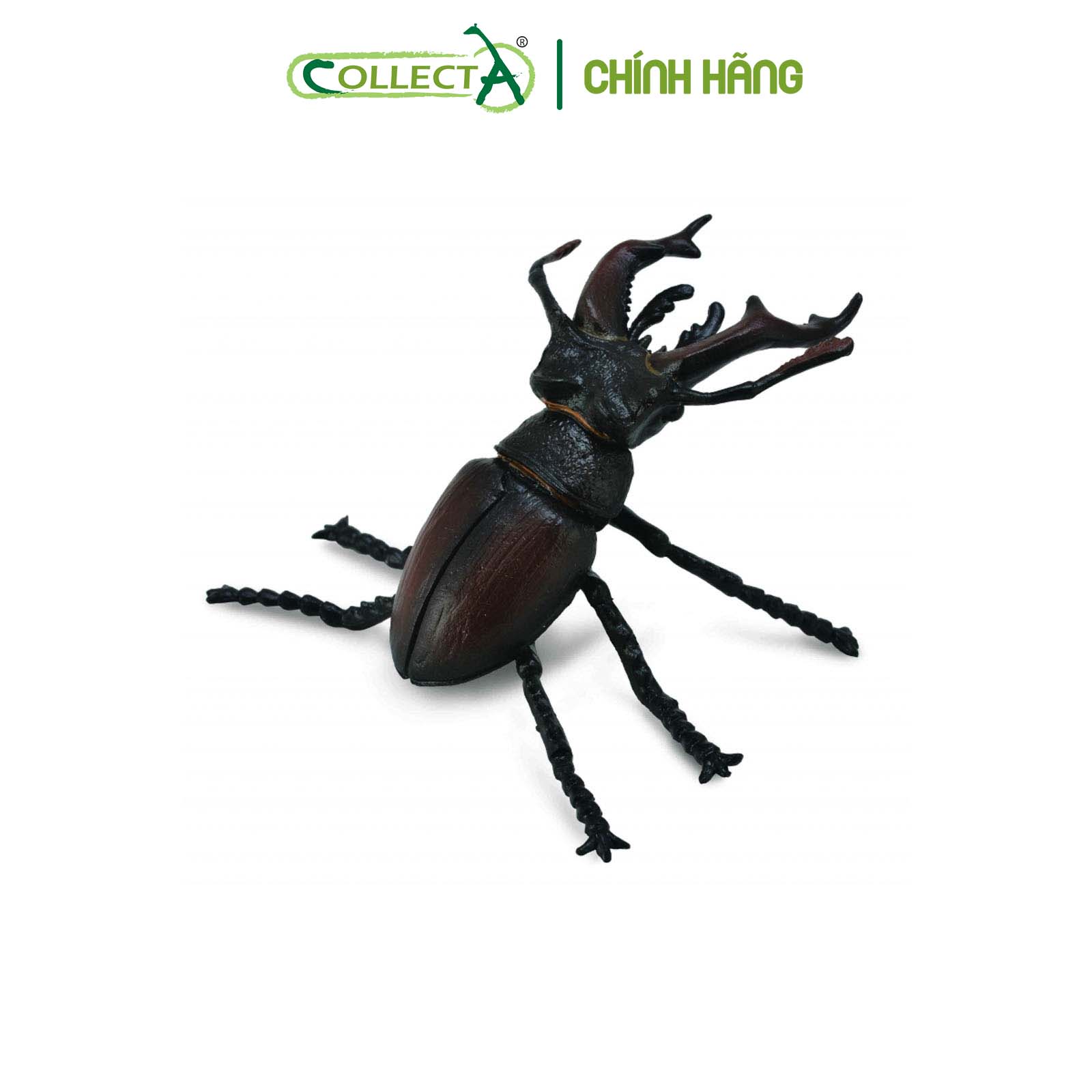 Mô hình thu nhỏ: Bọ Vừng - Stag Beetle, hiệu: CollectA, mã HS 9653110[88703] -  Chất liệu an toàn cho trẻ - Hàng chính hãng