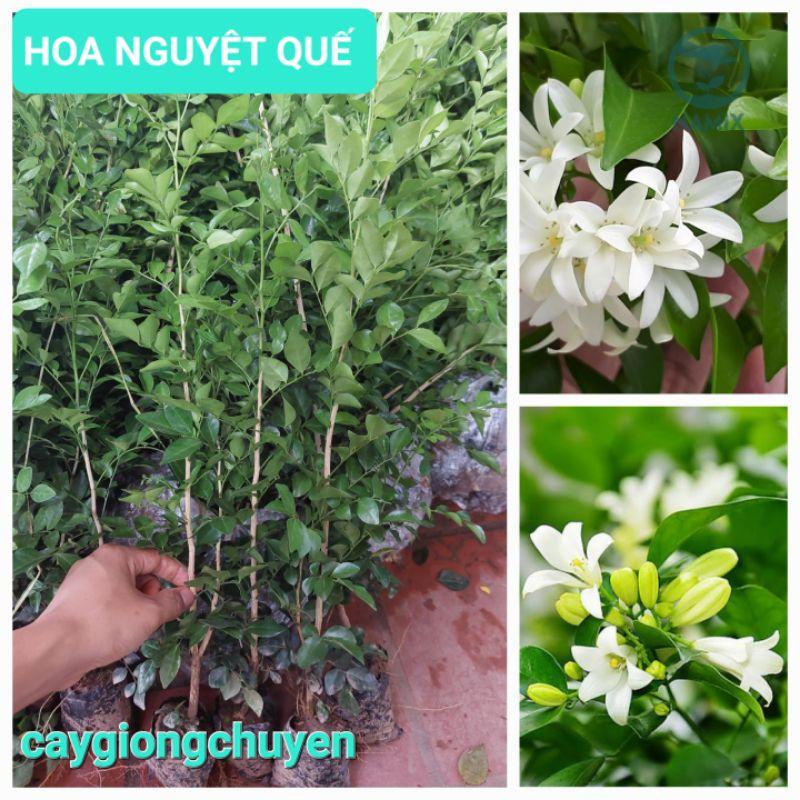 CÂY GIỐNG HOA NGUYỆT QUẾ CAO 50 - 60CM