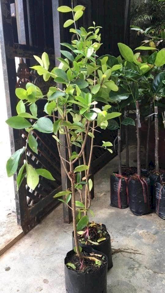 CÂY GIỐNG CÂY SƠ RI THÁI TRÁI NGỌT, SIÊU QUẢ,