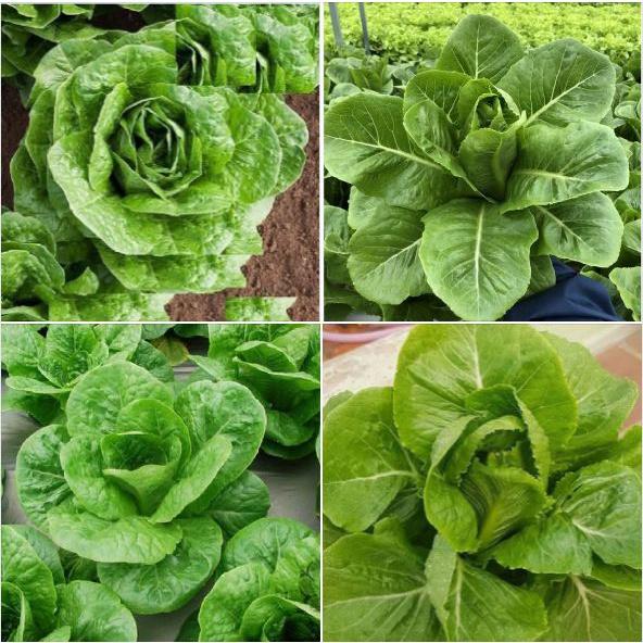 Combo 4 gói hạt giống xà lách các loại-gói 2gram-tặng kèm gói phân bón lót