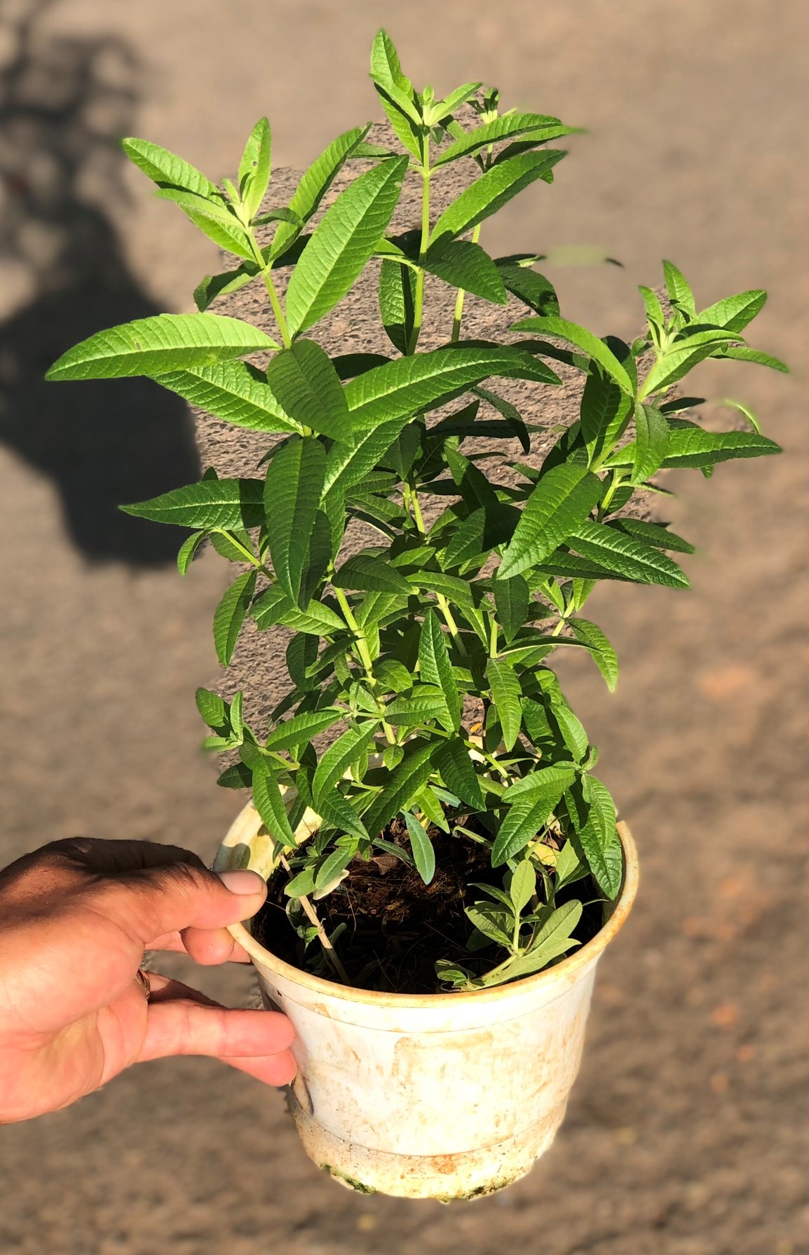 Chậu cây cỏ Ngọt trồng nơi có nhiều nắng