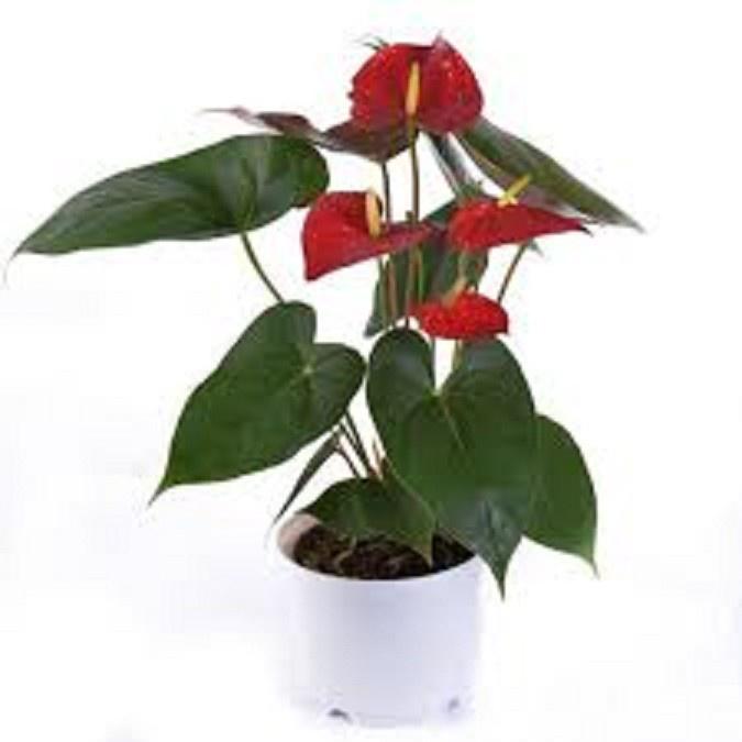 Chậu cây hồng môn MÀU HỒNG CÁNH SEN