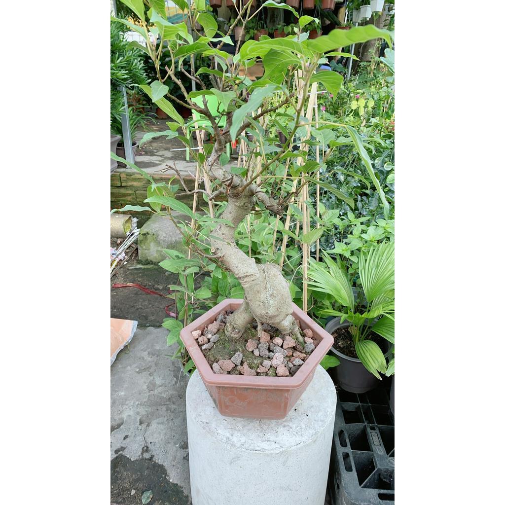 Chậu Sung Bonsai Size Lớn