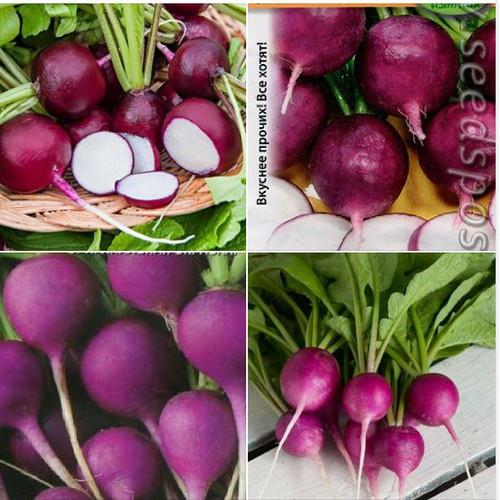 Hạt giống Củ cải tròn tím tí hon - 1 gói 5gram