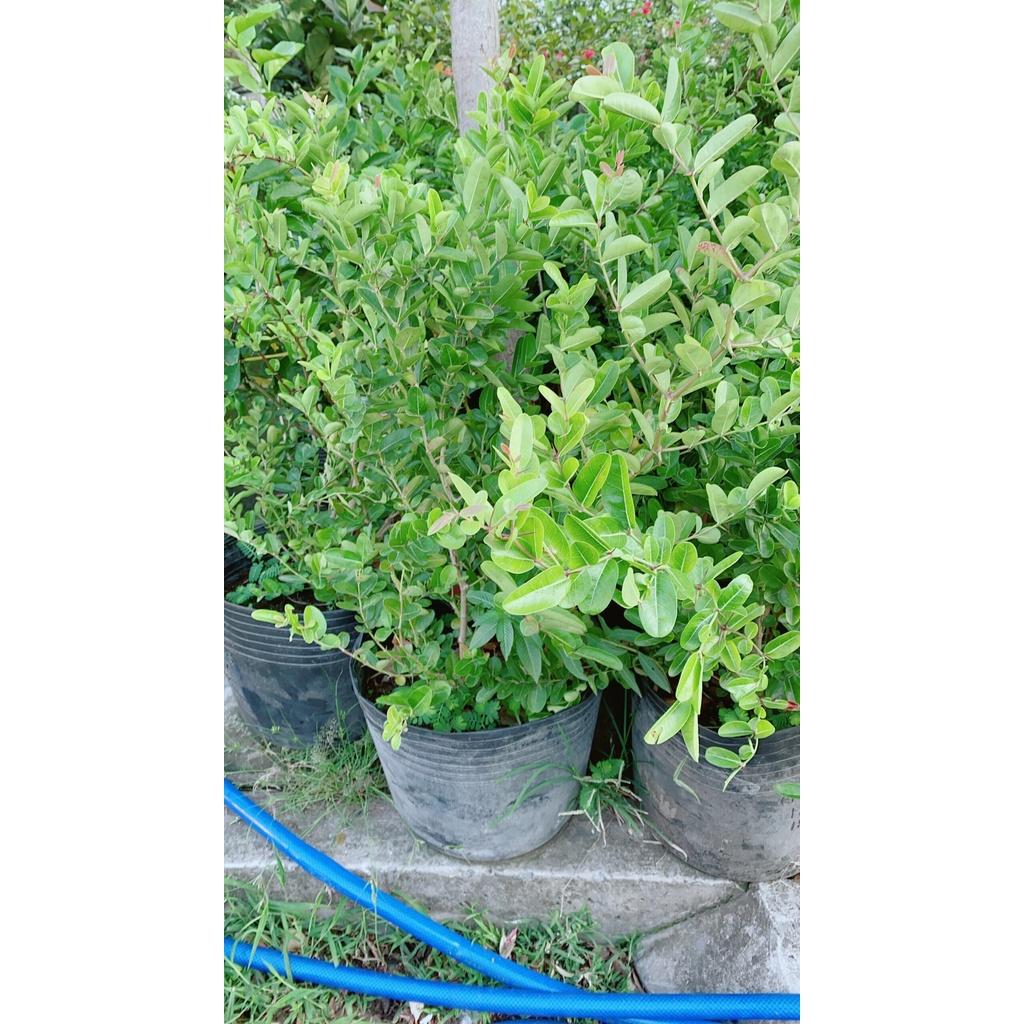 Cây Siro có sẵn quả