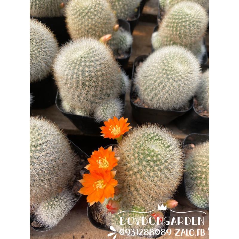 Cây xương rồng rebutia hoa cam [Ảnh thật] [FreeShip] [Có sẵn]